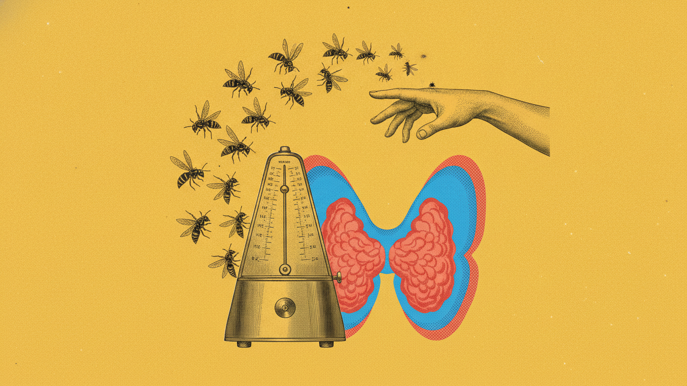Anti-TPO : interpréter la dynamique des anticorps thyroïdiens