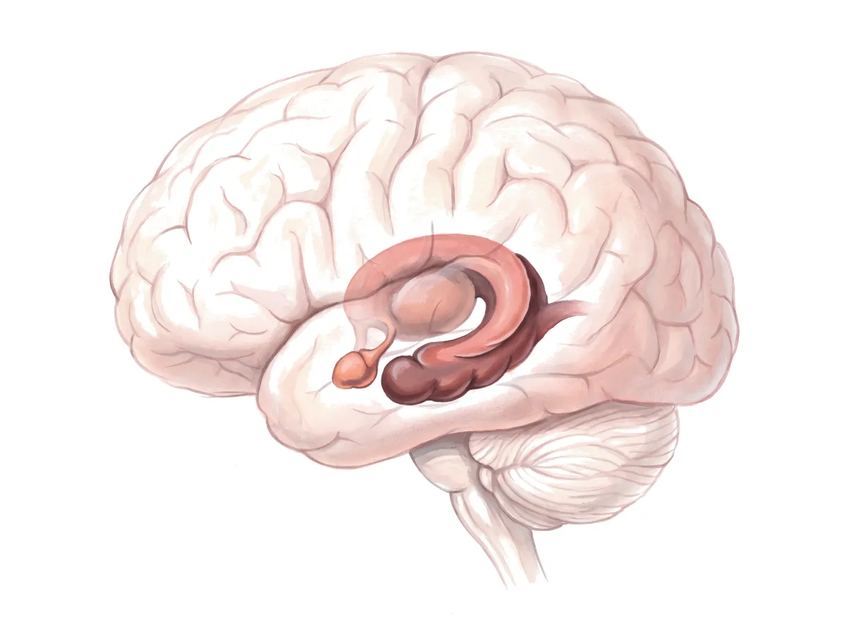 Planche : Le cerveau vu de gauche, l'hippocampe et l'amygdale en transparence. 1, Hippocampe (la mémoire spatiale et sa consolidation fléchissent) ; 2, Amygdale (riche en récepteurs aux rétinoïdes, comme l'hippocampe).