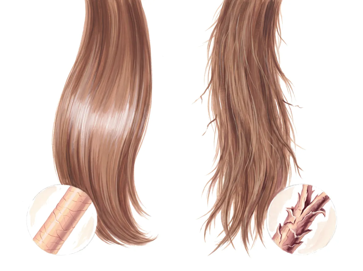 Planche : 2 mèches de cheveux, et leur fibre agrandie. 1, Cheveux sains (le repère) ; 2, Cheveux ternes, fragilisés (les phospholipides de structure manquent).