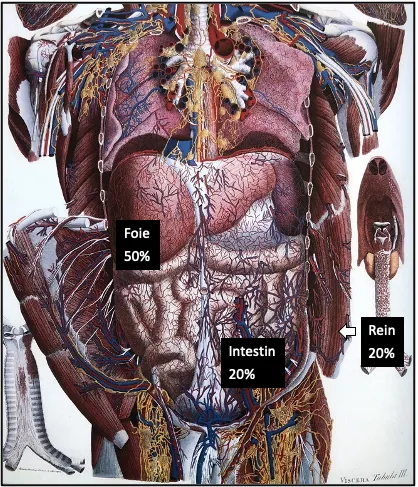 La conversion thyroïdienne dans les organes : le foie au centre