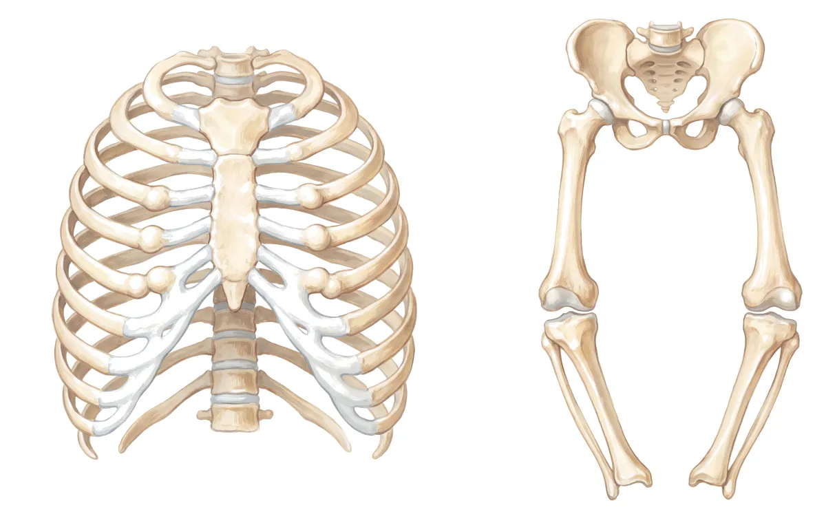 Planche : Le squelette de l'enfant : le thorax et les jambes. 1, Jonctions des côtes et des cartilages (des nodosités en chapelet) ; 2, Os des jambes (ils se déforment).