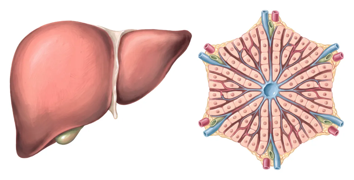 Planche : Le foie vu de face, et un lobule grossi. 1, Foie (inconfort, nausées après solvants ou médicaments) ; 2, Cellules du foie (sans glutathion, les toxiques de la phase 1 s'y accumulent et les agressent).