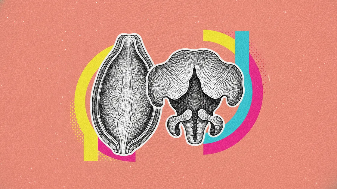 Bulbo-urétrales et prostate : les oubliées de ta fertilité