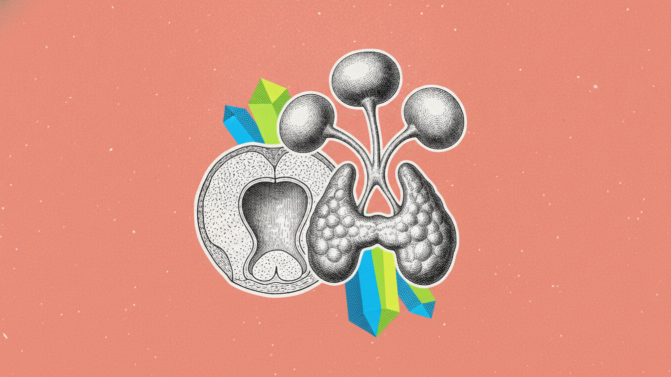 Hyperparathyroïdie primaire : quand tes parathyroïdes détraquent ton calcium
