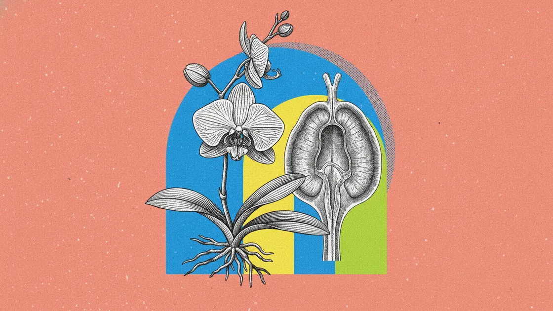 Glandes de Bartholin : sécheresse vaginale et ta fertilité