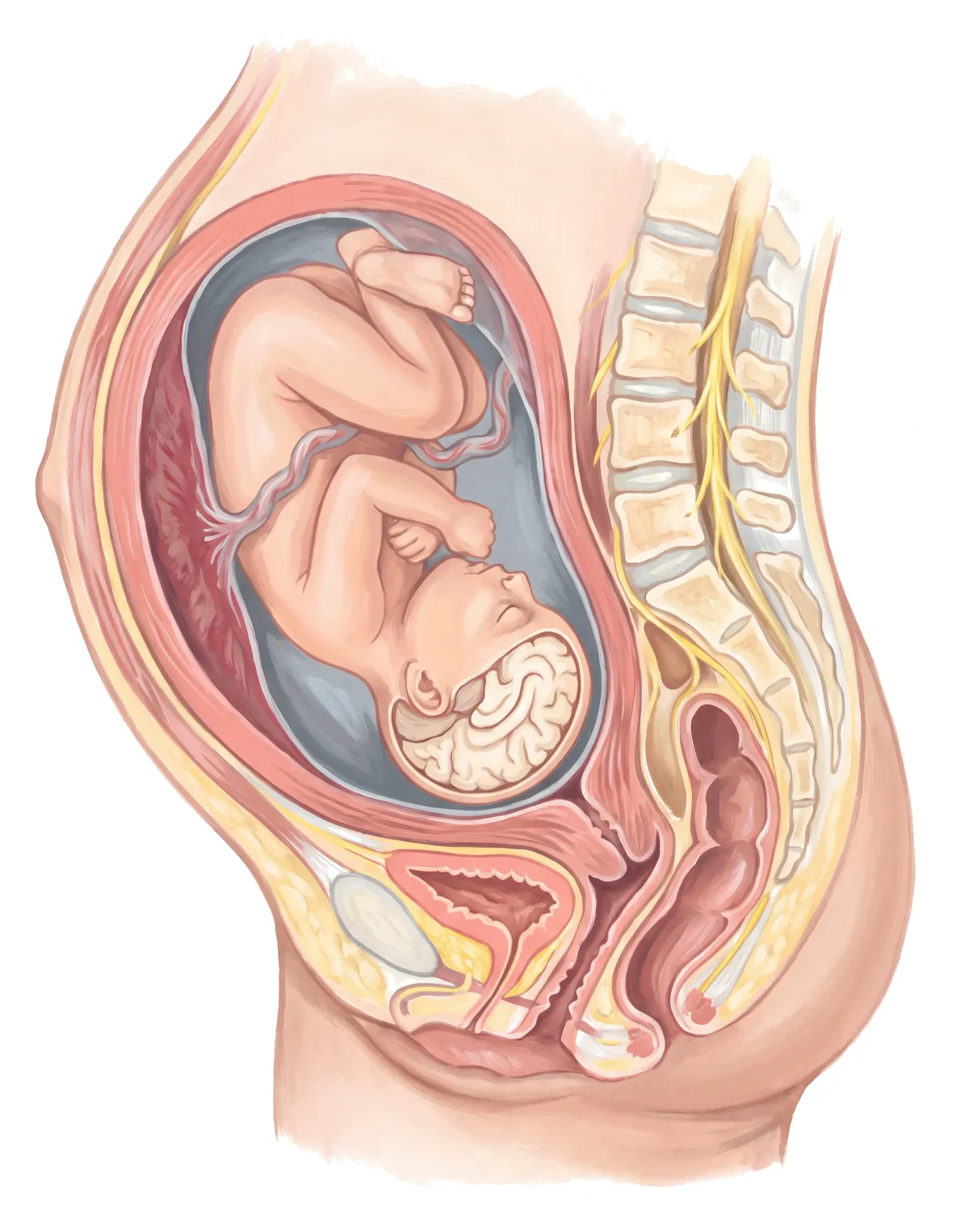 Planche : La femme enceinte, en coupe sagittale. 1, Cerveau de l’enfant (une carence sévère de la mère y laisse des déficits durables).