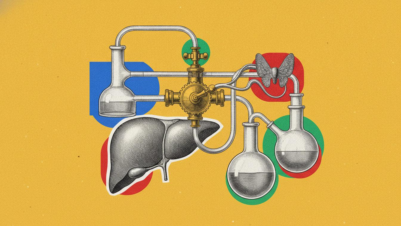 HMG-CoA réductase : l'enzyme oubliée qui relie ta thyroïde, ton cholestérol et tes statines