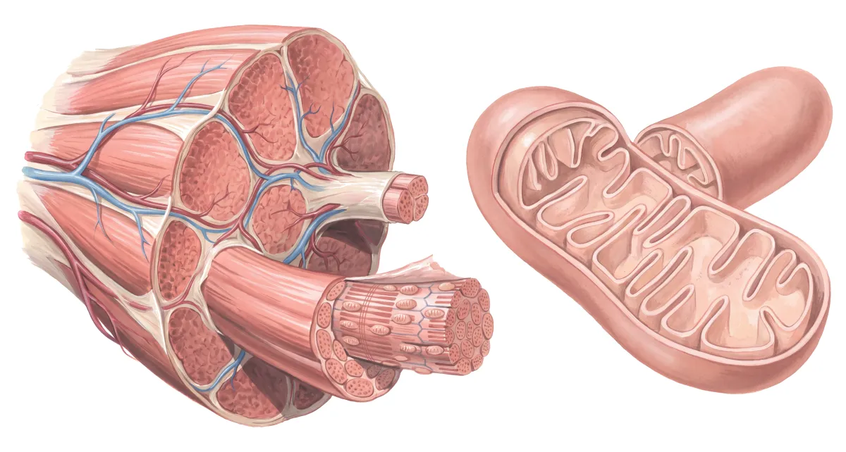 Planche : Le muscle et sa mitochondrie, grossis. 1, Fibre musculaire (l'effort passe mal, la récupération est lente) ; 2, Mitochondrie (sans catalase, le glutathion y est la seule défense : quand il baisse, la chaîne respiratoire s'abîme).