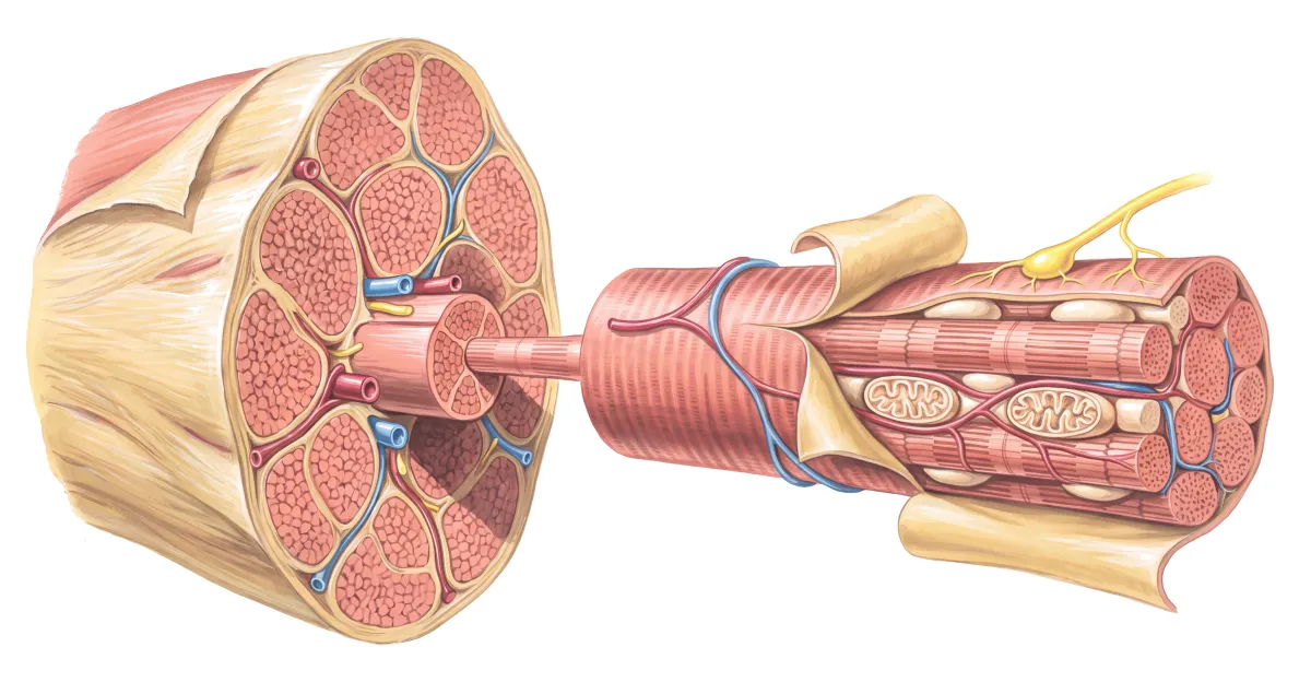 Planche : Le muscle, de la cuisse à la fibre. 1, Muscle de la cuisse (faiblesse des muscles proximaux) ; 2, Fibre musculaire (crampes à l'effort intense) ; 3, Mitochondries (le stress oxydant y retarde la récupération).
