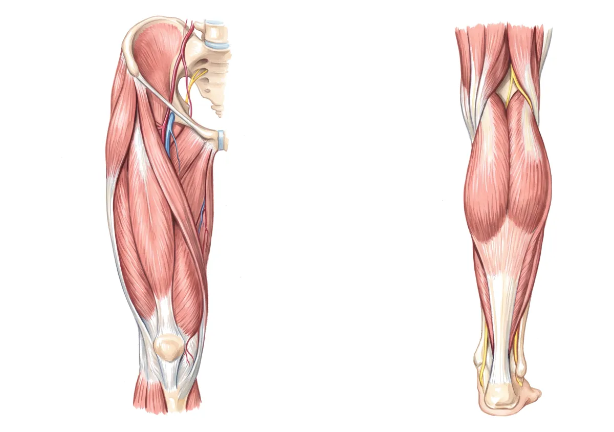 Planche : La hanche et la cuisse de face, la jambe de dos. 1, Muscles de la cuisse (une faiblesse qui s'installe peu à peu) ; 2, Muscles des jambes (crampes d'effort, jambes lourdes quand l'effort dure).