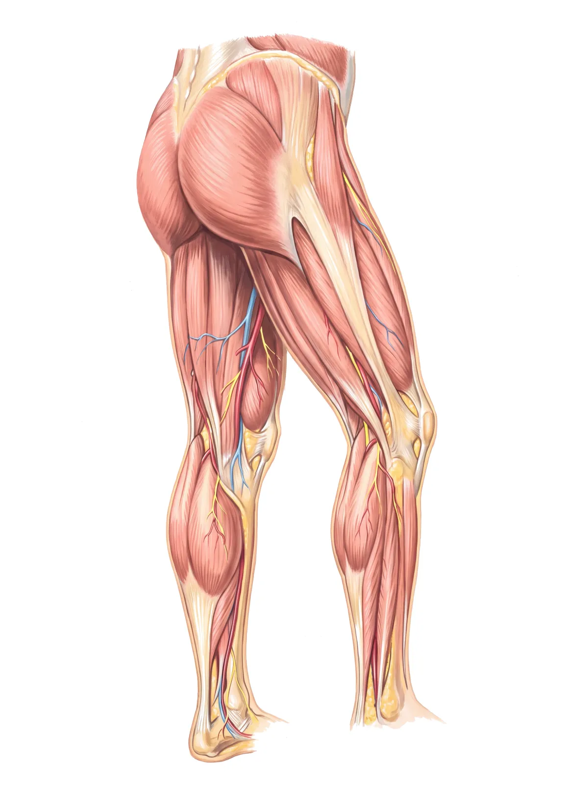 Planche : Les membres inférieurs, vus de dos. 1, Muscles de la hanche et de la cuisse (ils faiblissent : se lever d'une chaise, monter un escalier devient difficile) ; 2, Mollets (des crampes la nuit, souvent mêlées à un manque de magnésium).