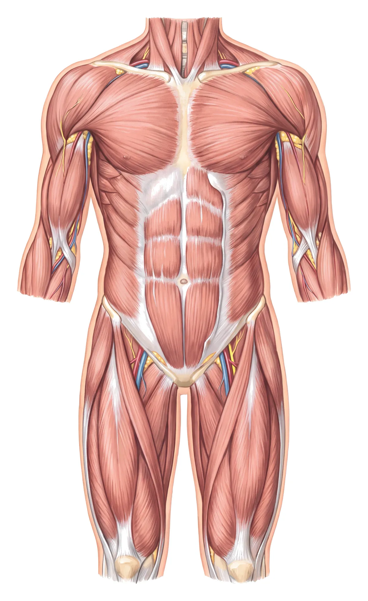 Planche : Les muscles du tronc et des cuisses, vue de face. 1, Muscles de l'épaule (une faiblesse proximale, inexpliquée) ; 2, Muscles de la cuisse (crampes, fatigue disproportionnée à l'effort).