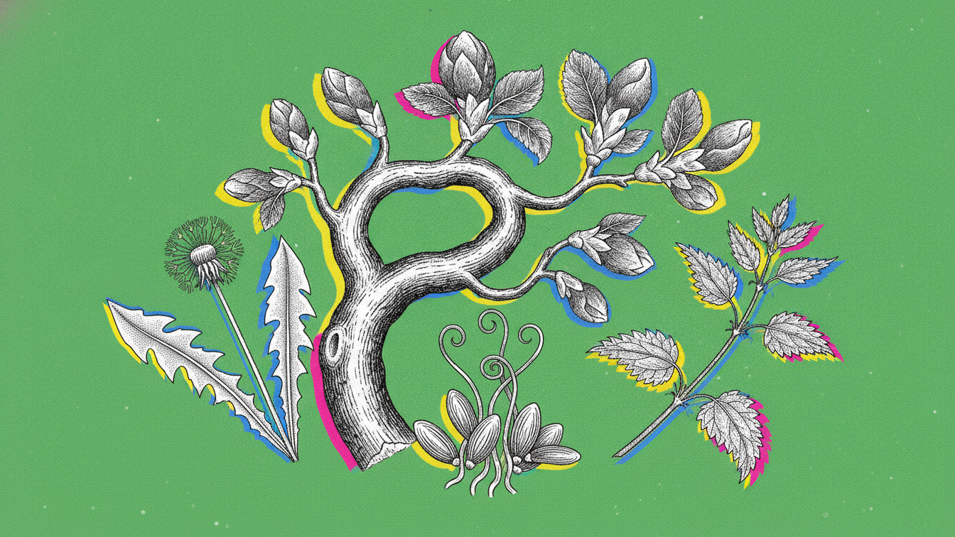 Naturopathie de printemps : le renouveau qui reveille ton corps