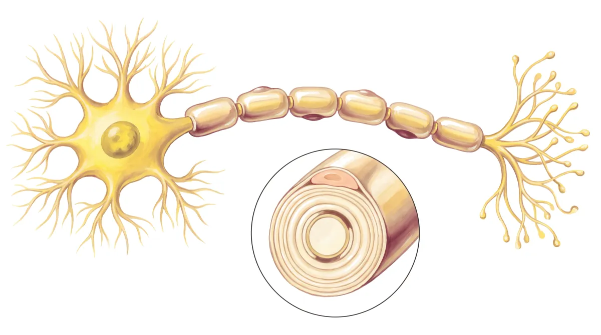 Planche : Le neurone et sa gaine de myéline. 1, Gaine de myéline (ses sphingolipides dépendent en partie de la MK-4) ; 2, La gaine en coupe (des données préliminaires, in vitro et chez l'animal).