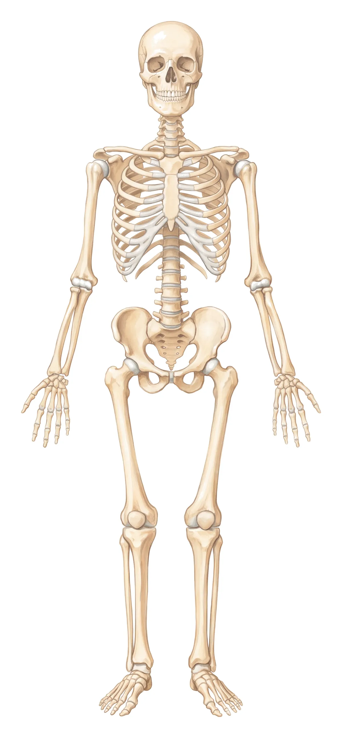 Planche : Le squelette, vu de face. 1, Côtes (douleurs) ; 2, Poignet (fracture de fragilité) ; 3, Os des jambes (douleurs) ; 4, Rachis (douleurs, fractures des vertèbres) ; 5, Bassin (douleurs) ; 6, Col du fémur (fracture de la hanche).