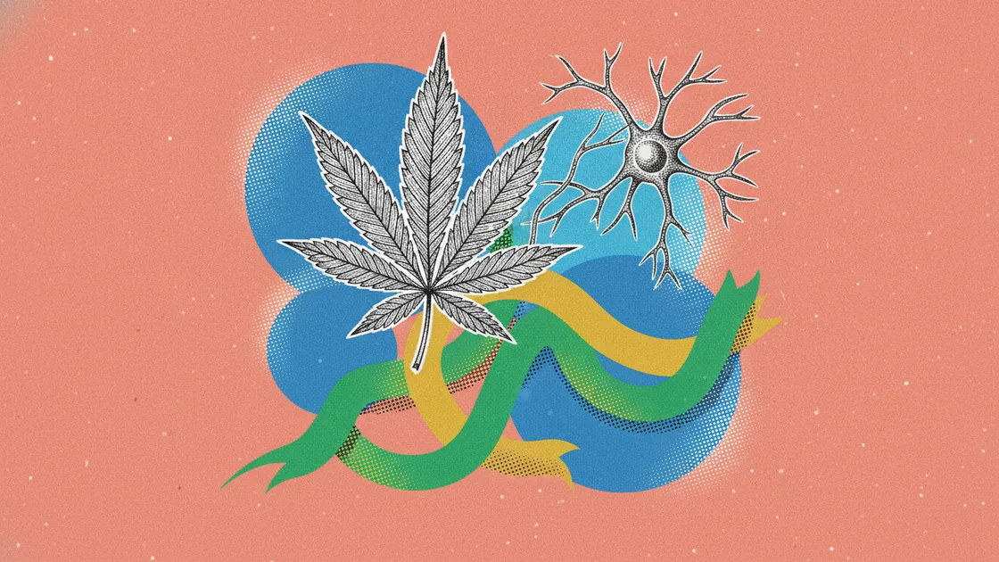 Système endocannabinoïde : le réseau que ton corps fabrique seul