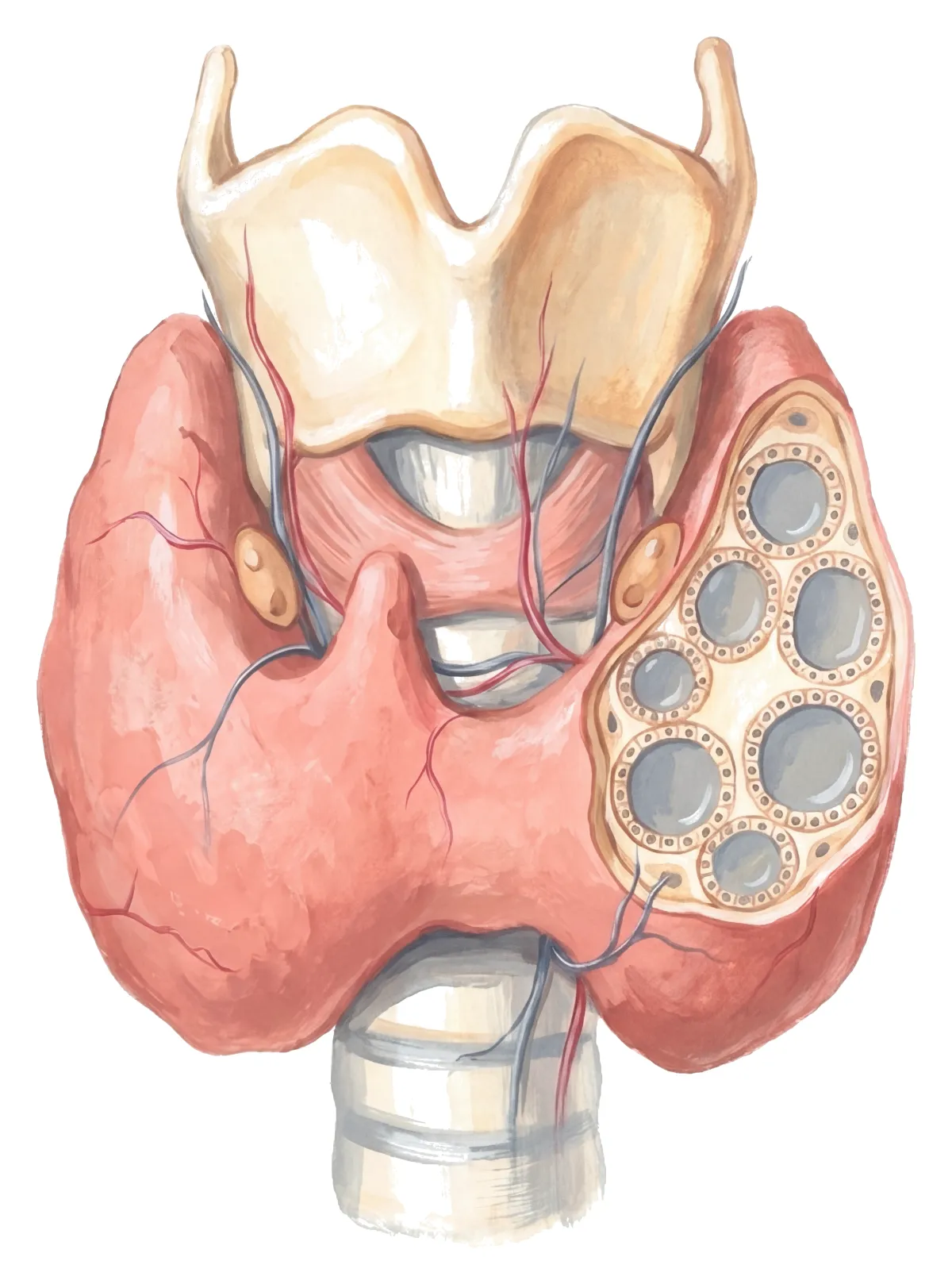 Planche : La thyroïde vue de face, ses follicules ouverts. 1, Lobe de la thyroïde ; 2, Follicule.