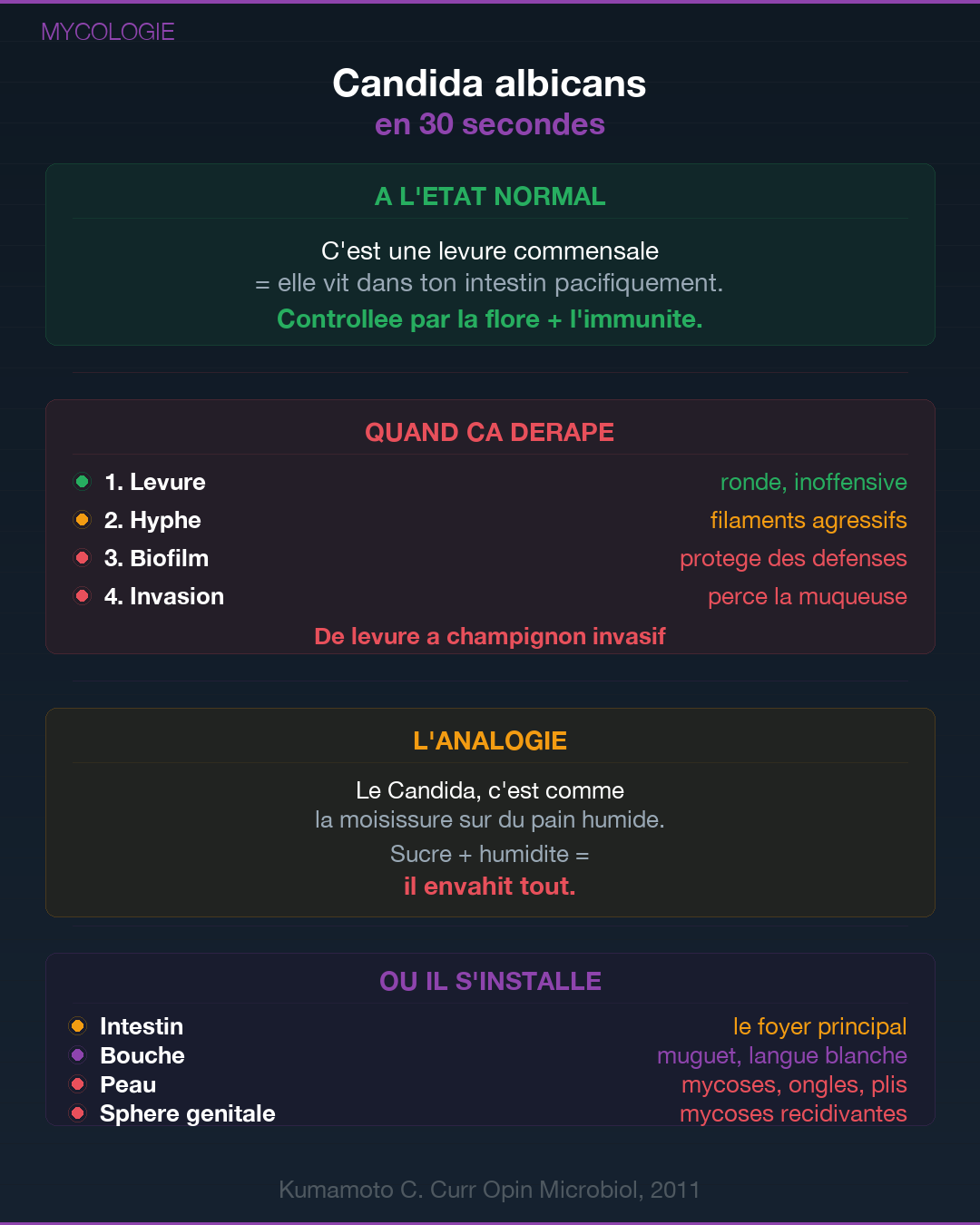 Candidose : quand le champignon prend le dessus : Slide 2