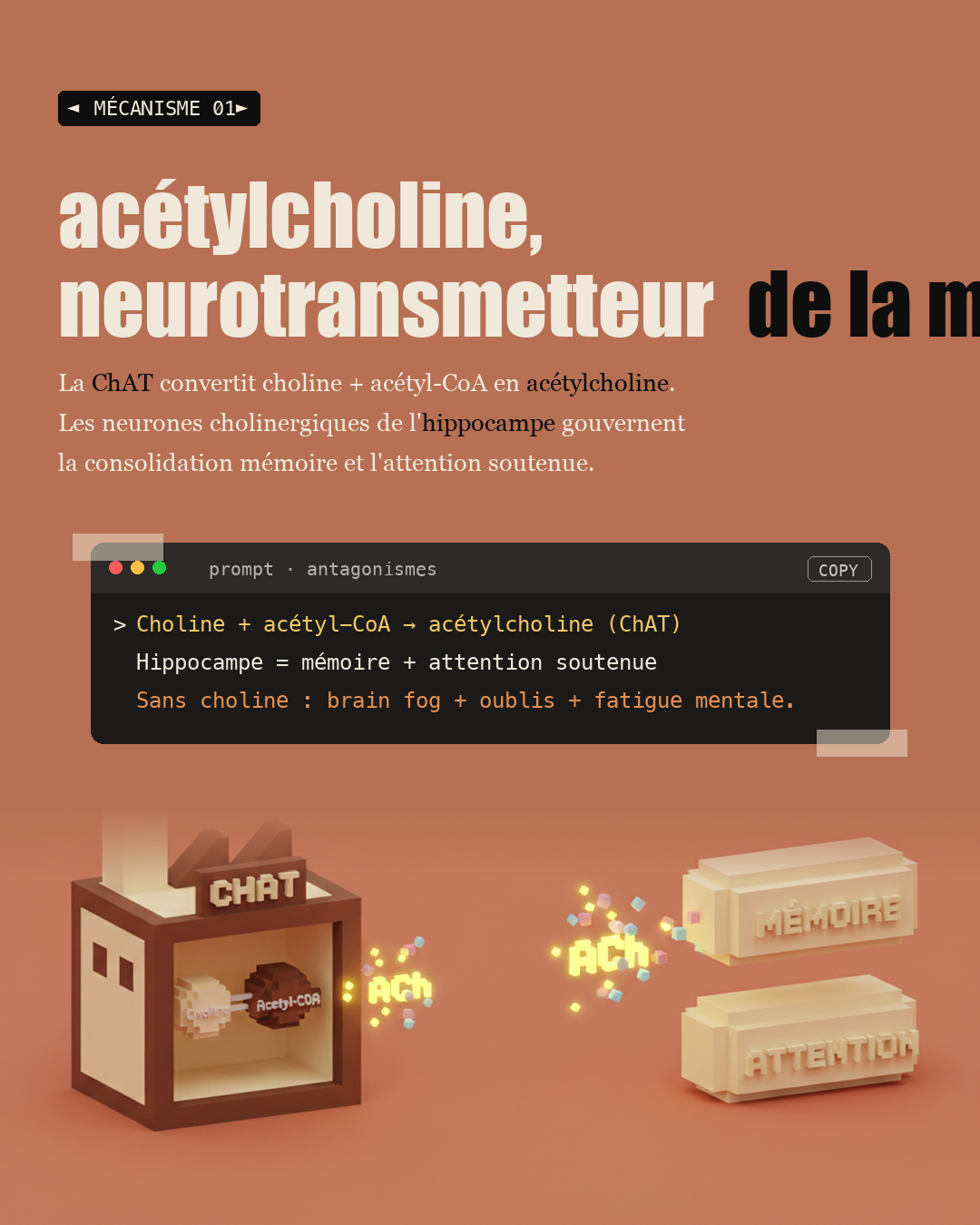 Choline : le nutriment oublié du foie et du cerveau : Slide 3