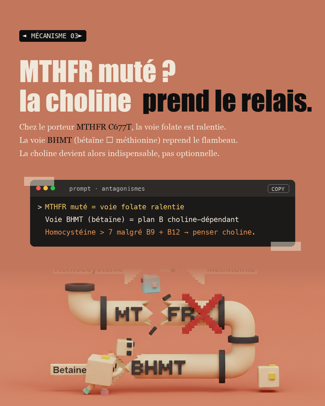 Choline : le nutriment oublié du foie et du cerveau : Slide 5