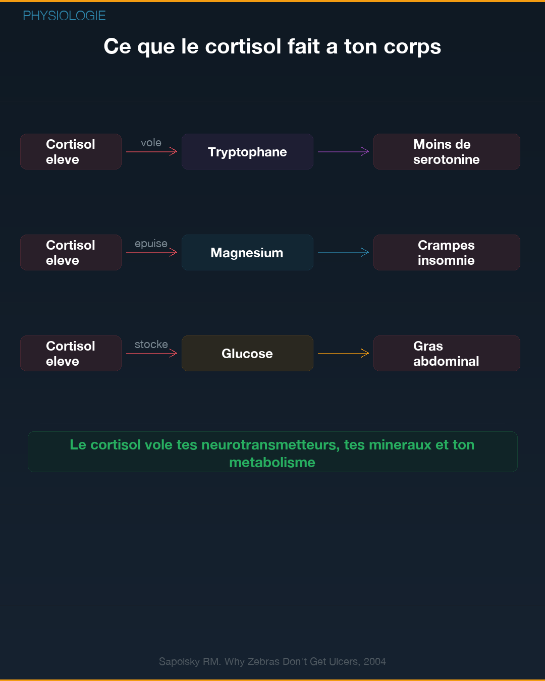 Cortisol : l'hormone qui te détruit à petit feu : Slide 3