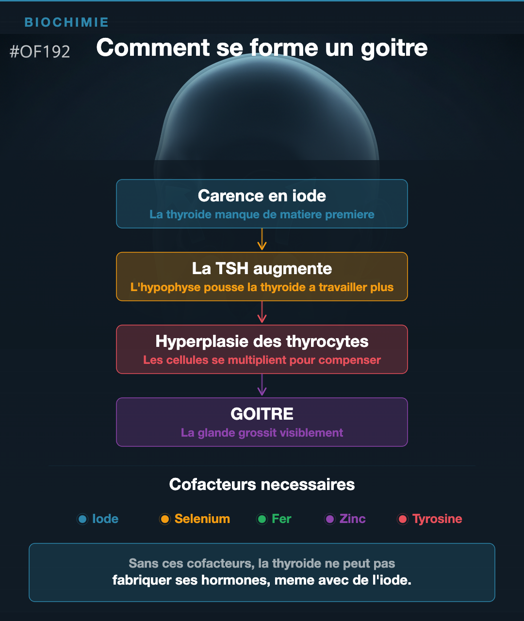 Goitre : ce que ta thyroïde qui gonfle raconte : Slide 3