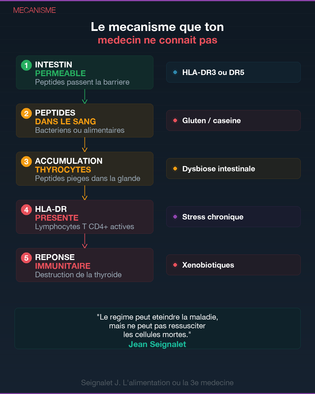 Hashimoto : ce que ta thyroïde essaie de te dire : Slide 3