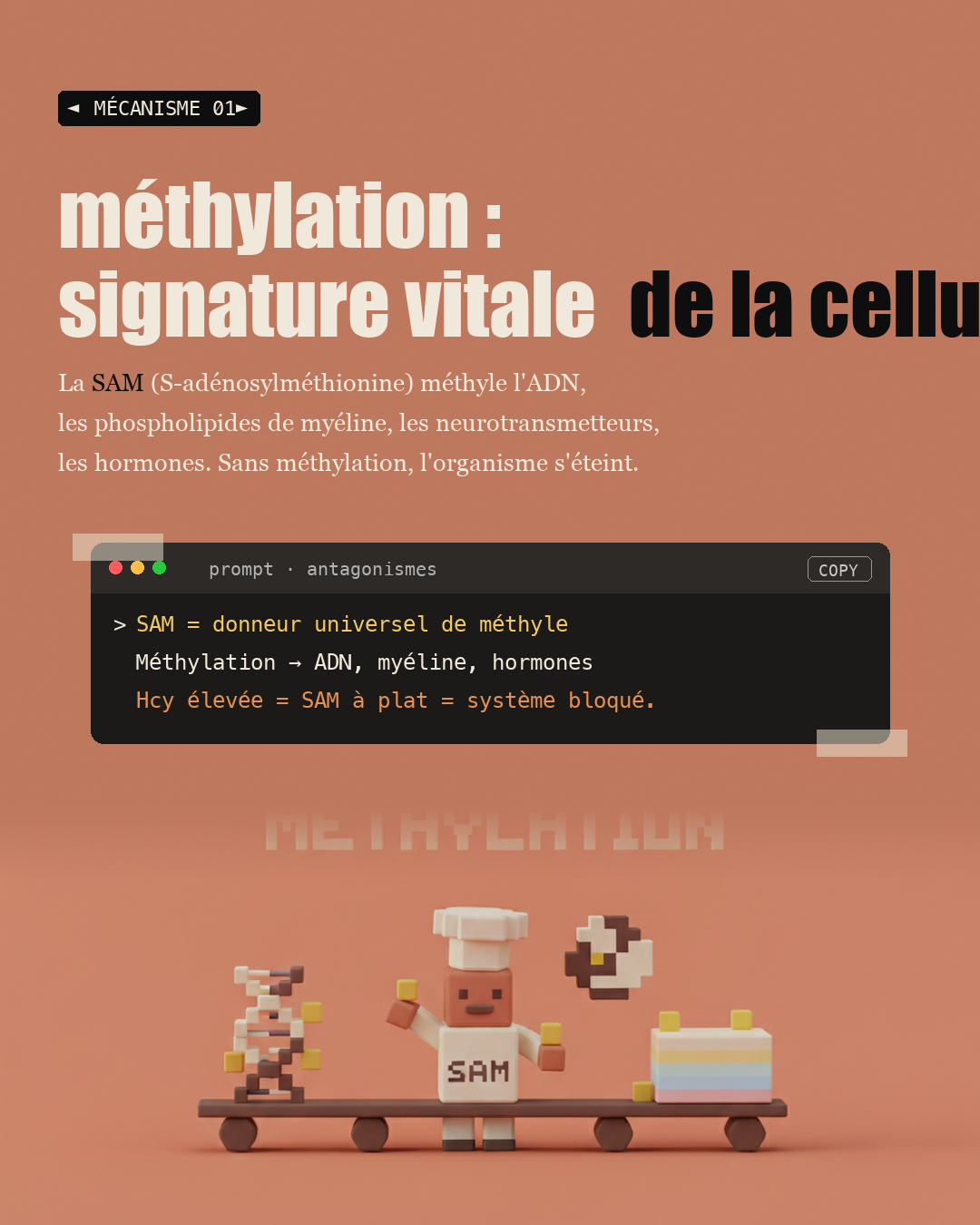 Homocystéine : le marqueur silencieux qui coûte 10 ans de vie : Slide 3