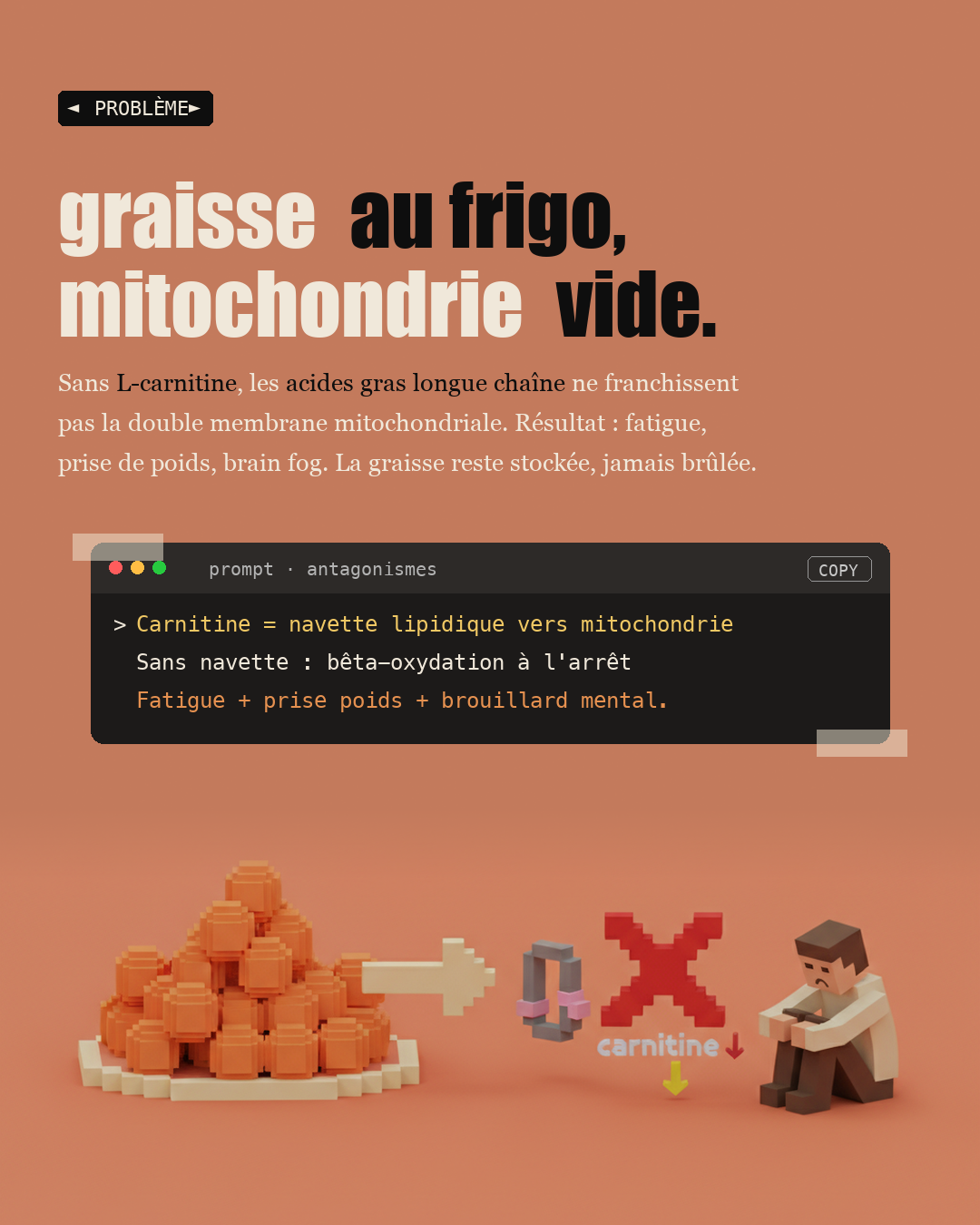 L-carnitine : la navette qui brûle vraiment la graisse : Slide 2