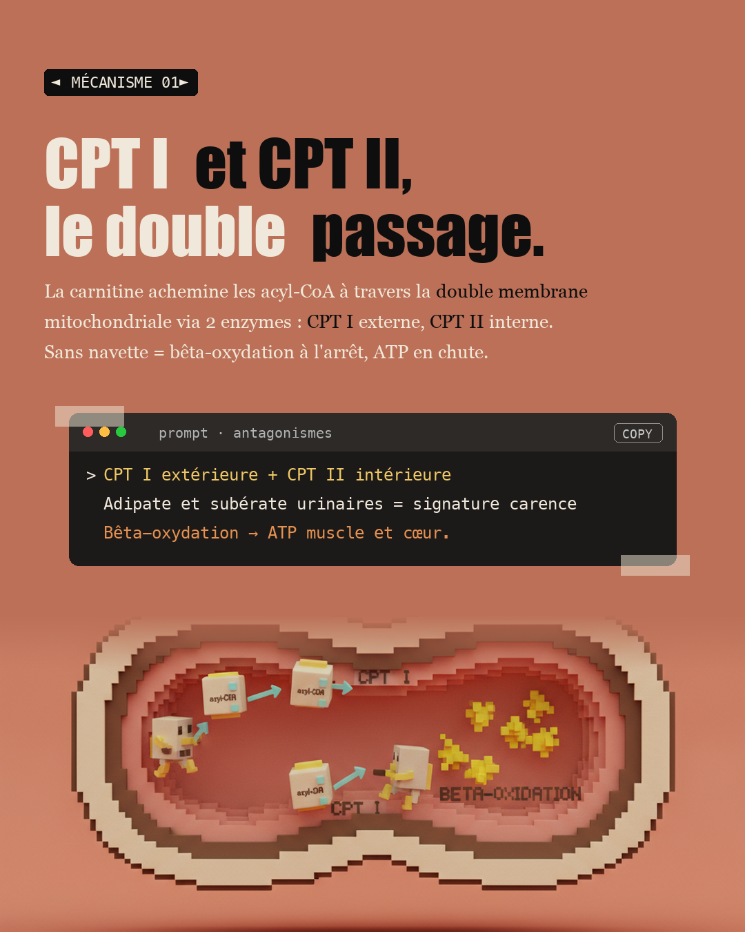 L-carnitine : la navette qui brûle vraiment la graisse : Slide 3
