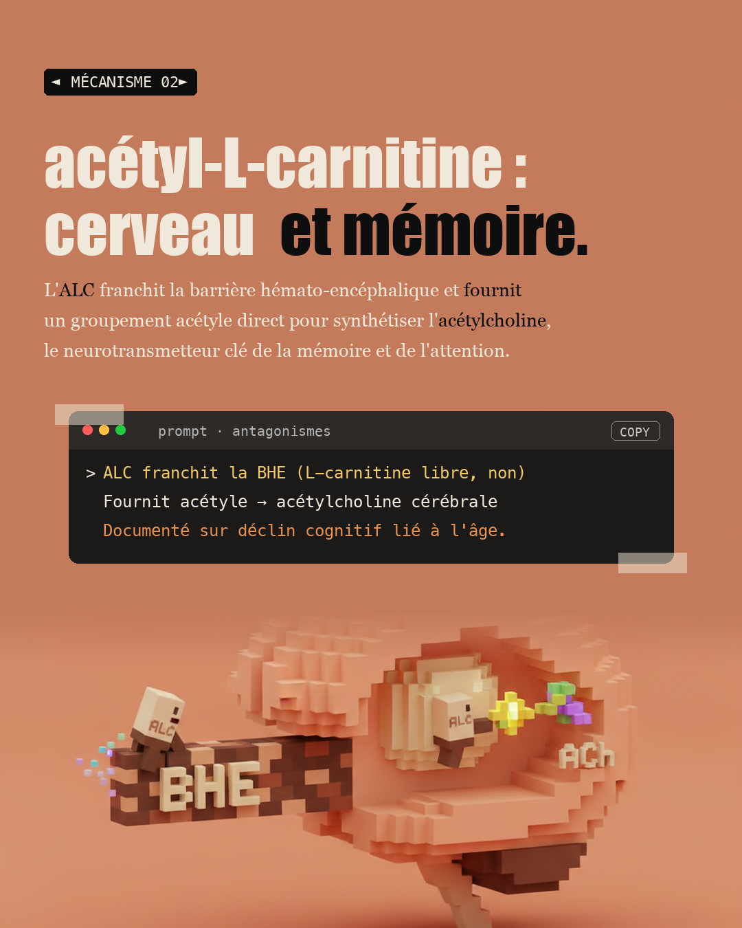 L-carnitine : la navette qui brûle vraiment la graisse : Slide 4