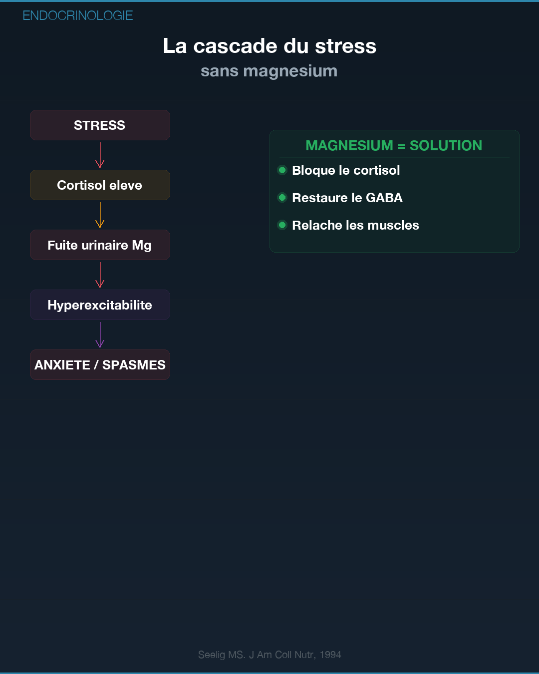 Magnésium : pourquoi tu es en carence : Slide 4