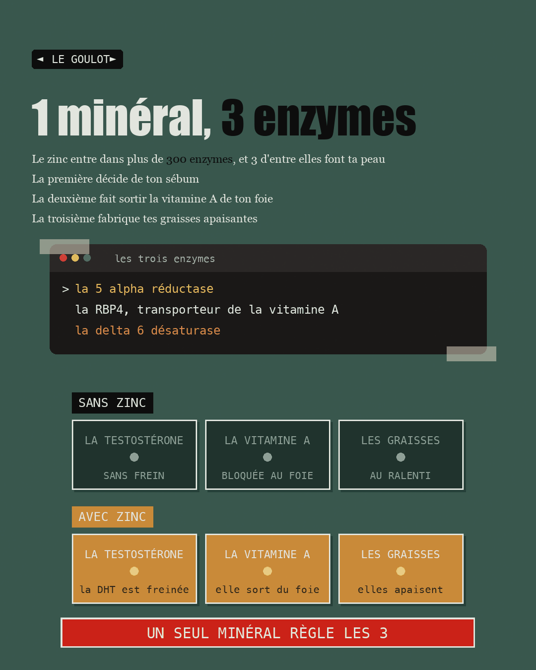 Schéma des trois enzymes de la peau, sans zinc et avec zinc
