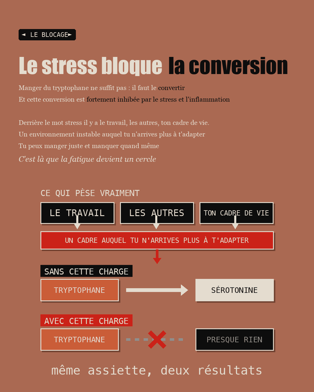 Schéma comparant la conversion du tryptophane au calme et sous stress
