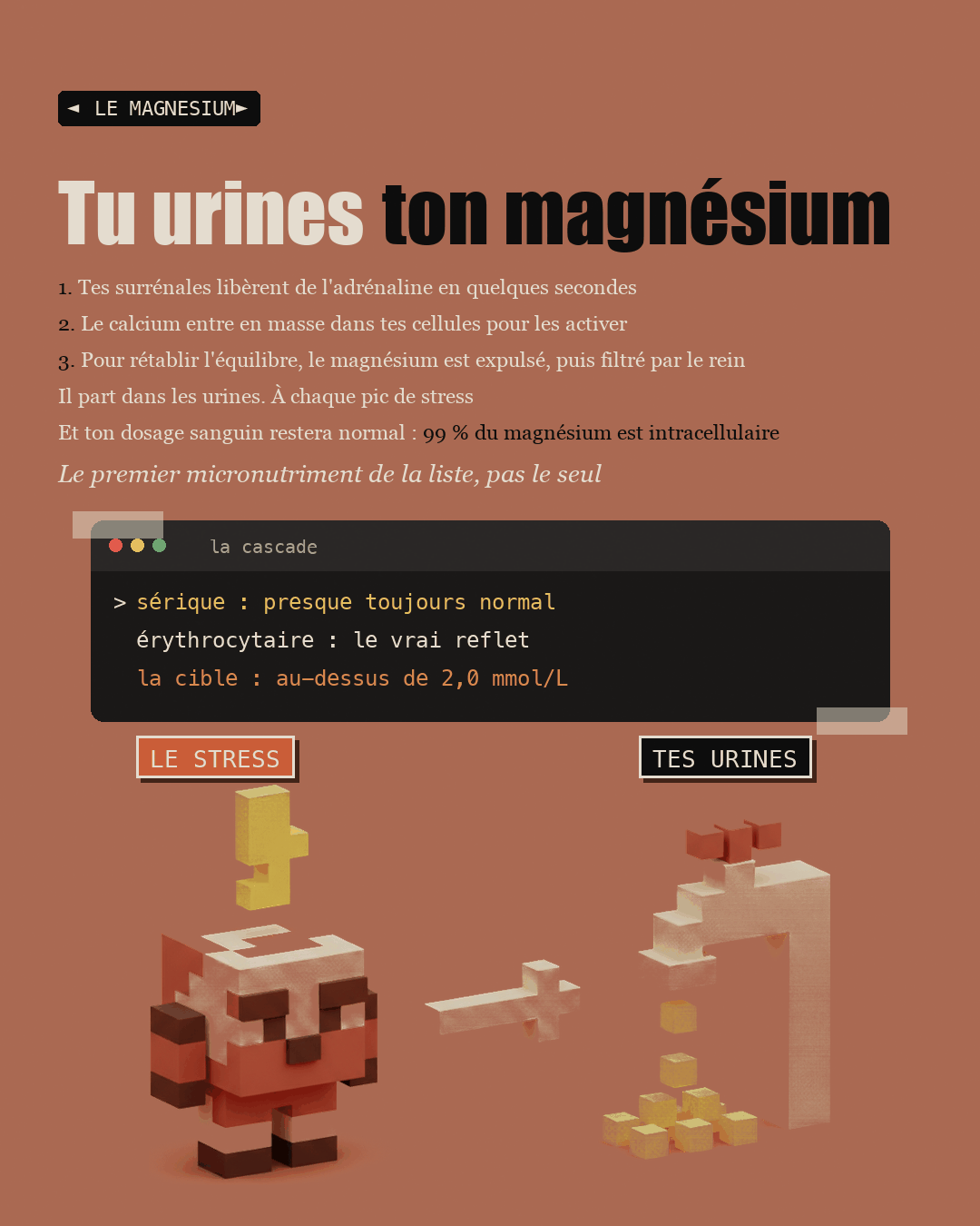 Schéma en trois temps de la fuite urinaire du magnésium sous adrénaline