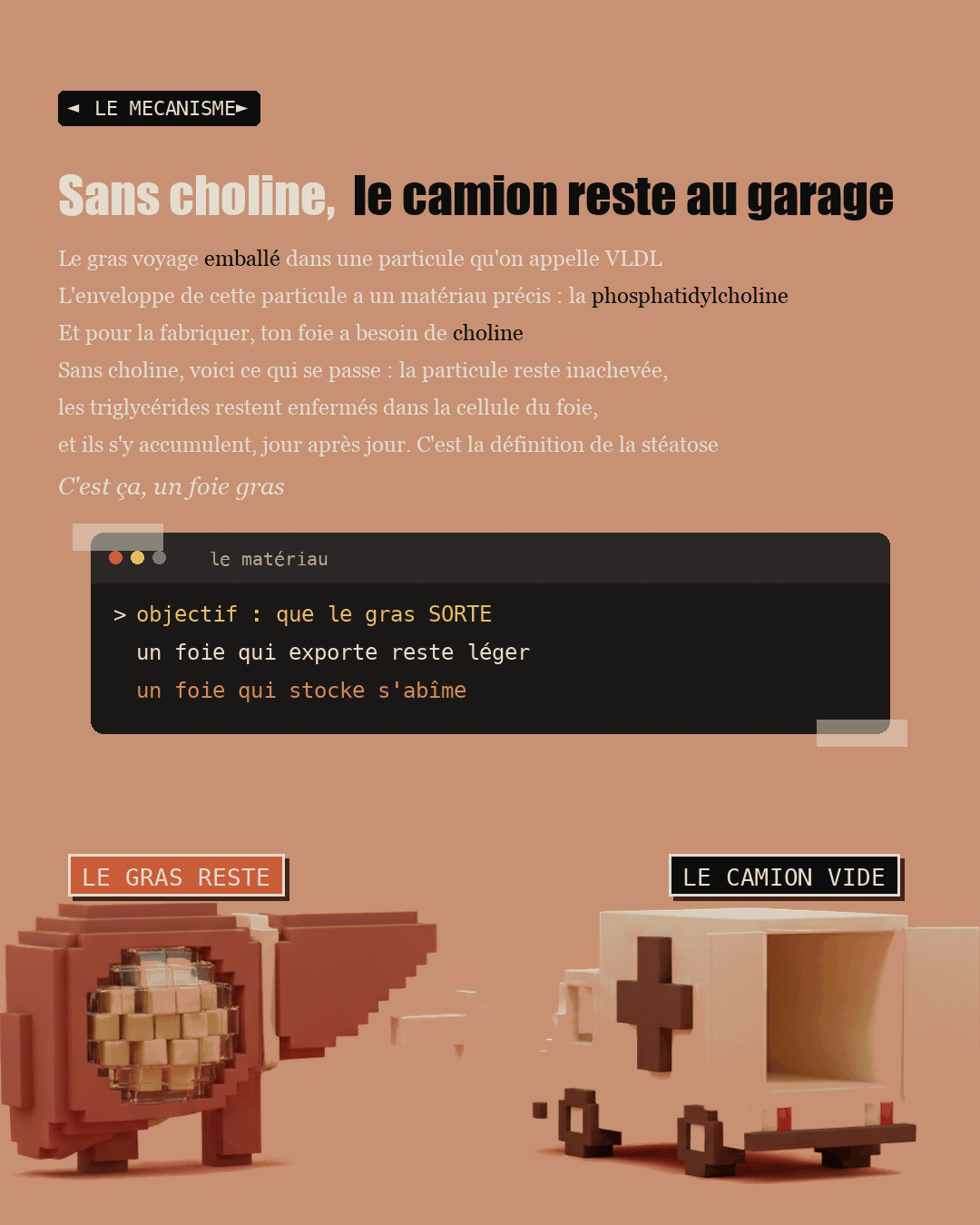 Anti-foie gras : la choline que personne ne dose : Slide 5