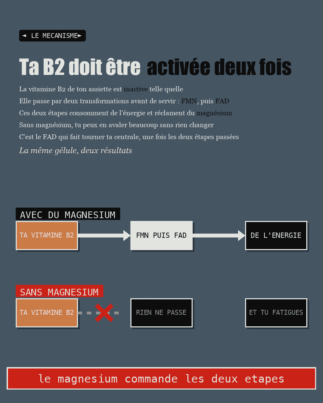Schéma de la chaîne B2 vers FMN vers FAD, avec et sans magnésium