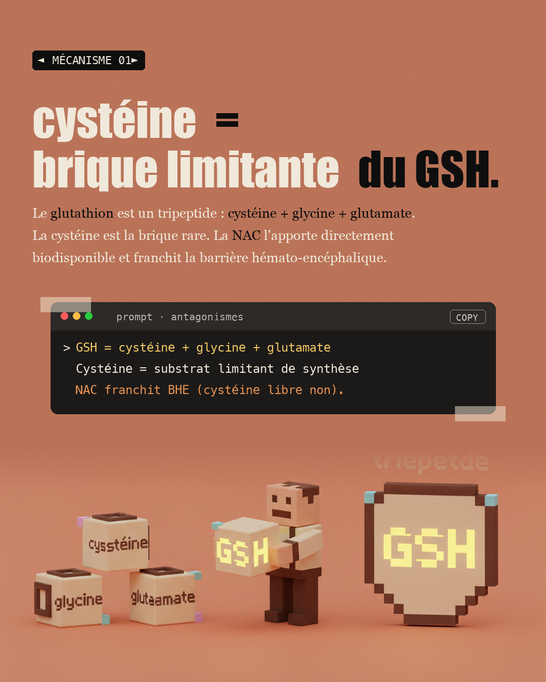 NAC : le précurseur du glutathion maître : Slide 3