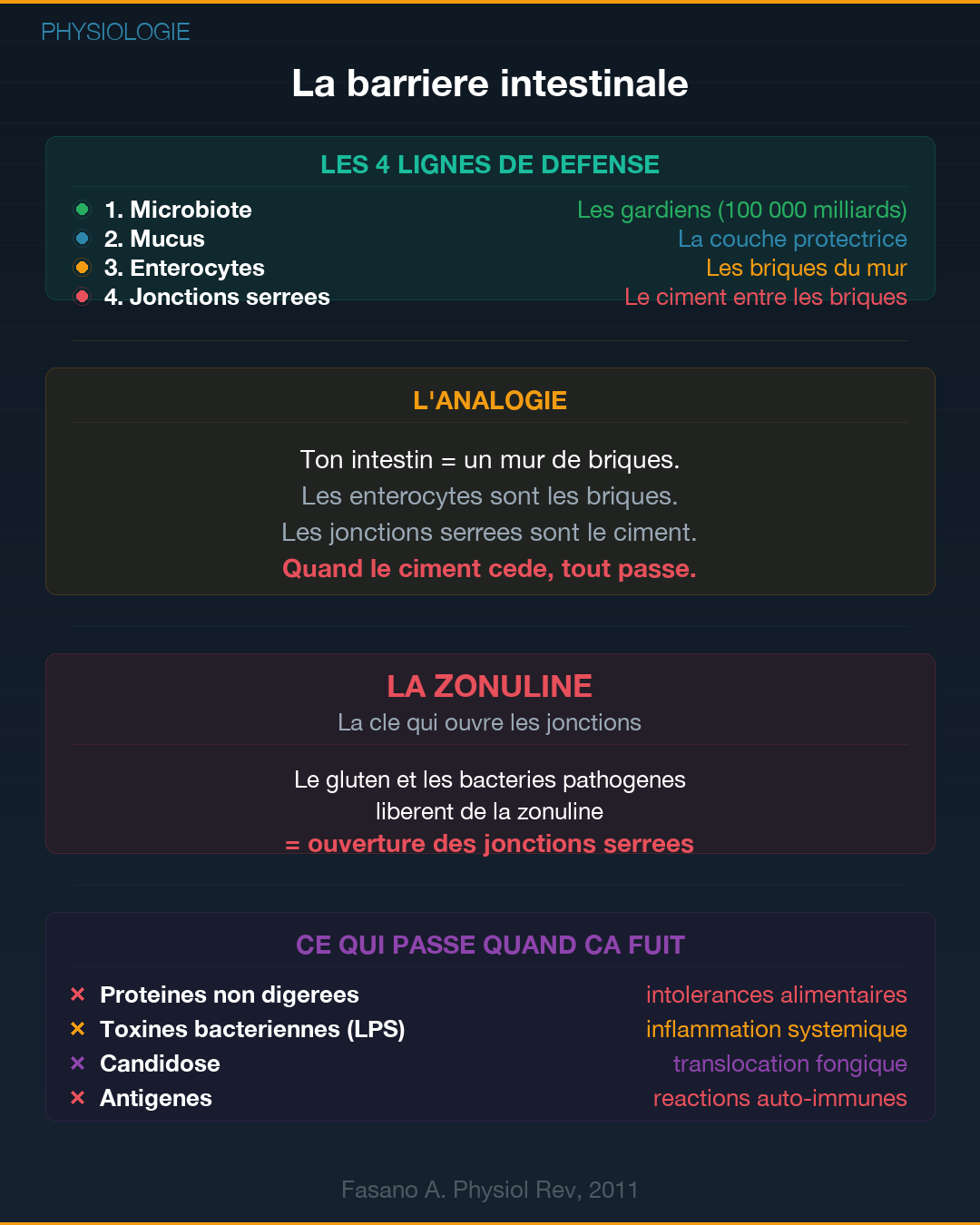 Perméabilité intestinale : l'intestin qui fuit : Slide 2