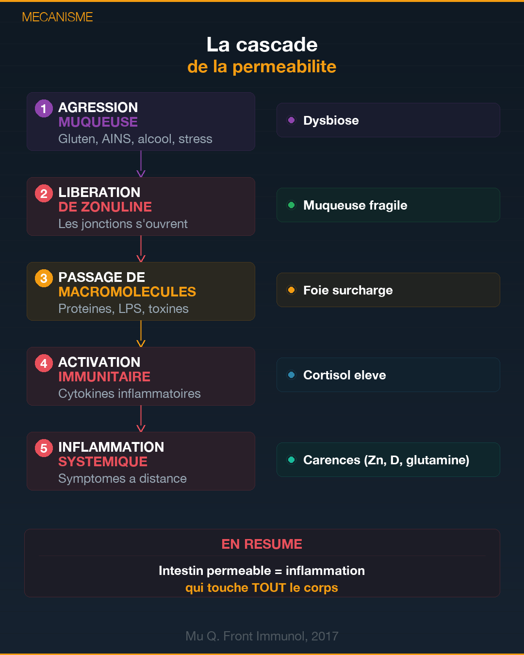Perméabilité intestinale : l'intestin qui fuit : Slide 3