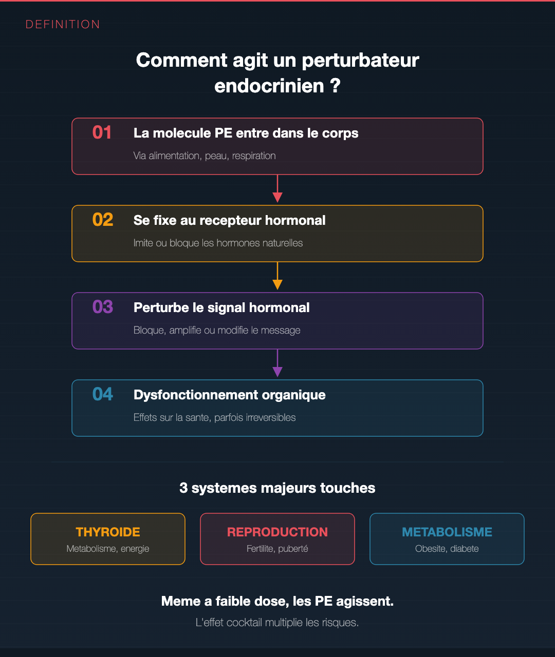 Perturbateurs endocriniens : les 10 pièges du quotidien : Slide 3