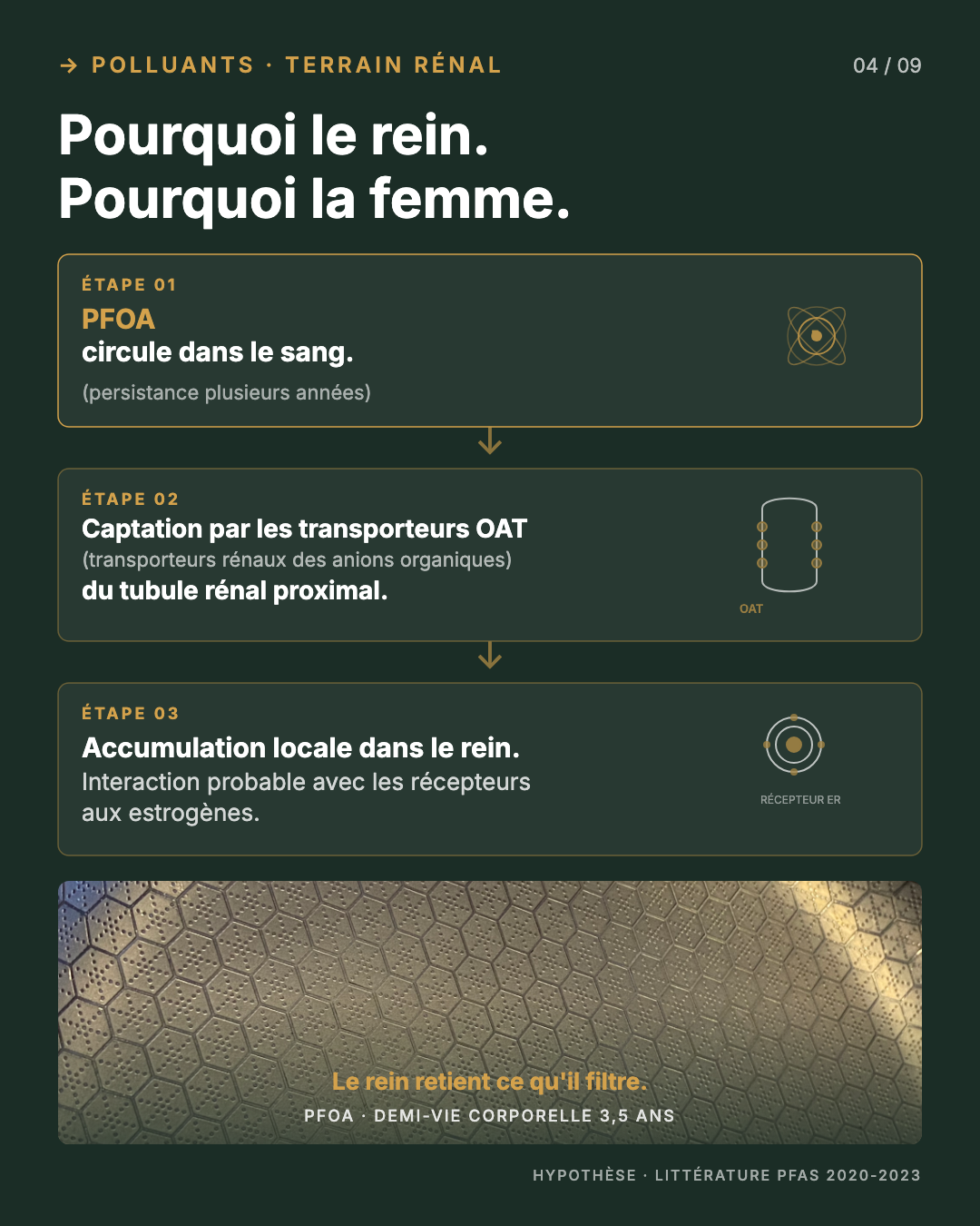 PFOA : le poêle qui contamine ton foie : Slide 4