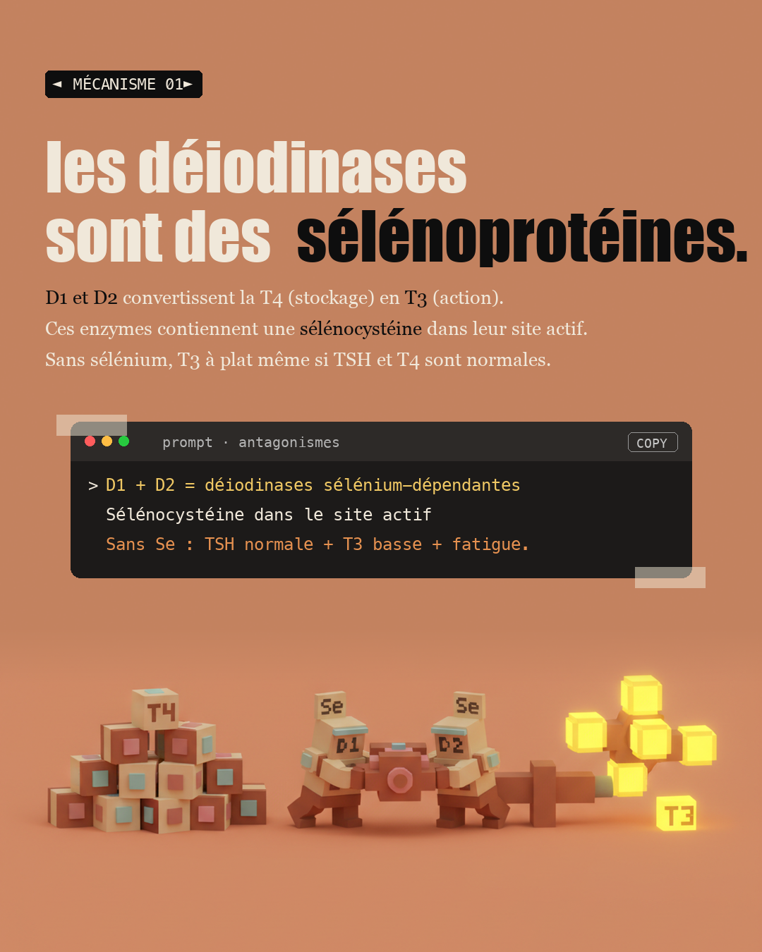 Sélénium : le protocole précis pour Hashimoto : Slide 3