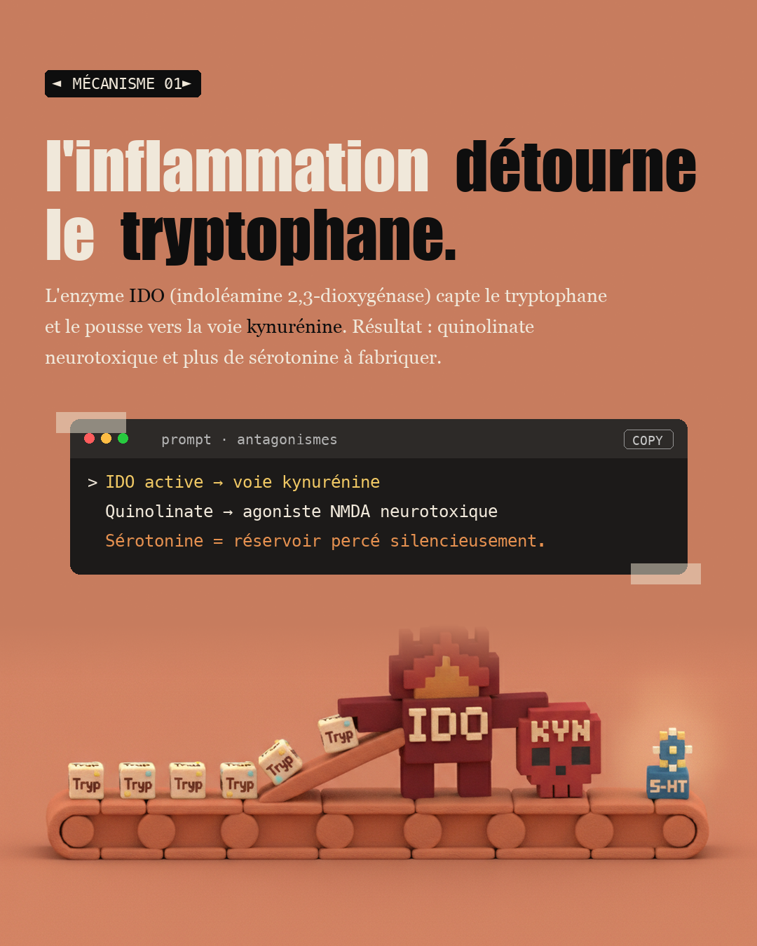 Sérotonine : 90 % vient de ton intestin : Slide 3