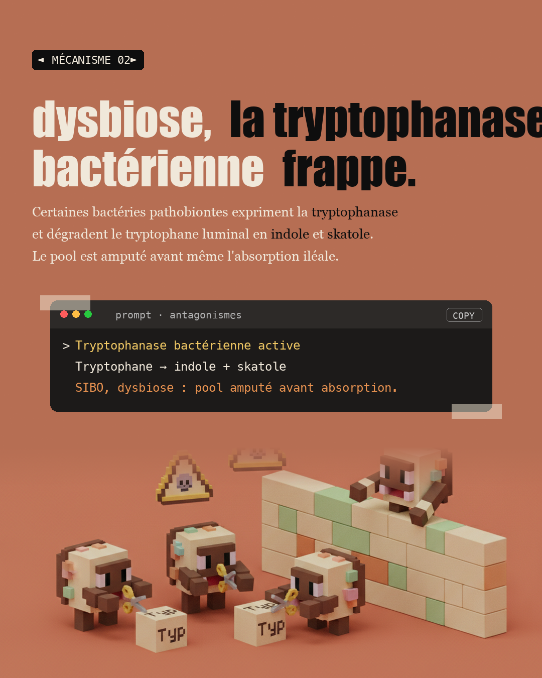 Sérotonine : 90 % vient de ton intestin : Slide 4