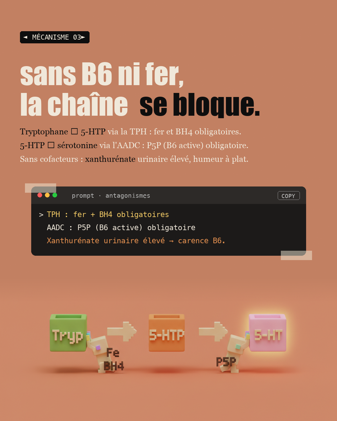 Sérotonine : 90 % vient de ton intestin : Slide 5