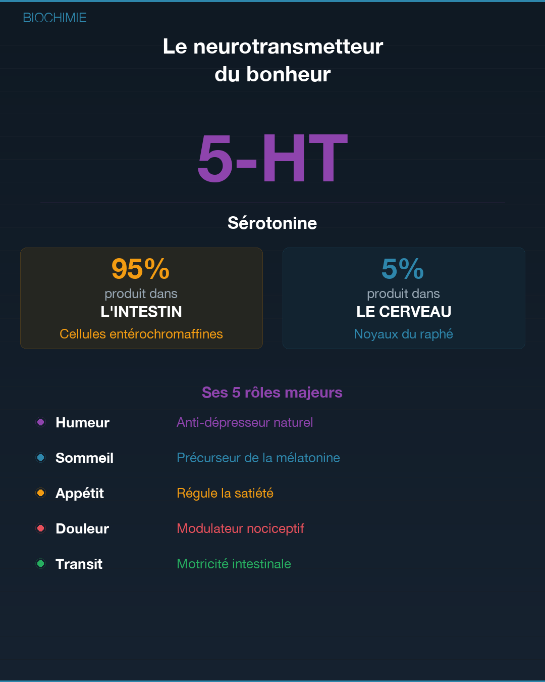 Sérotonine : la fabriquer naturellement : Slide 2