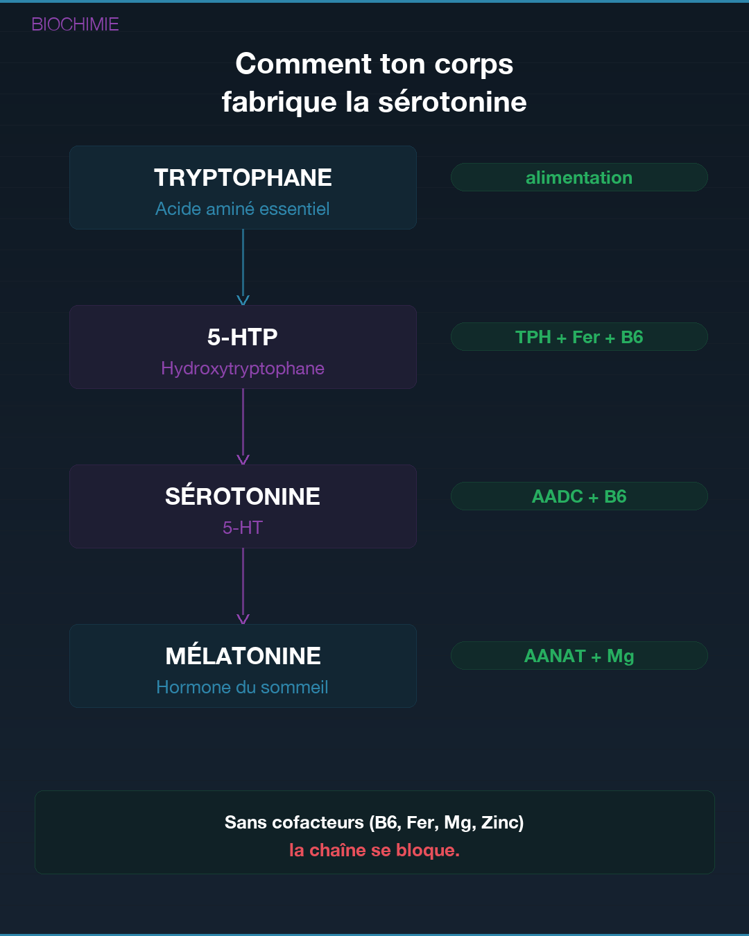 Sérotonine : la fabriquer naturellement : Slide 3