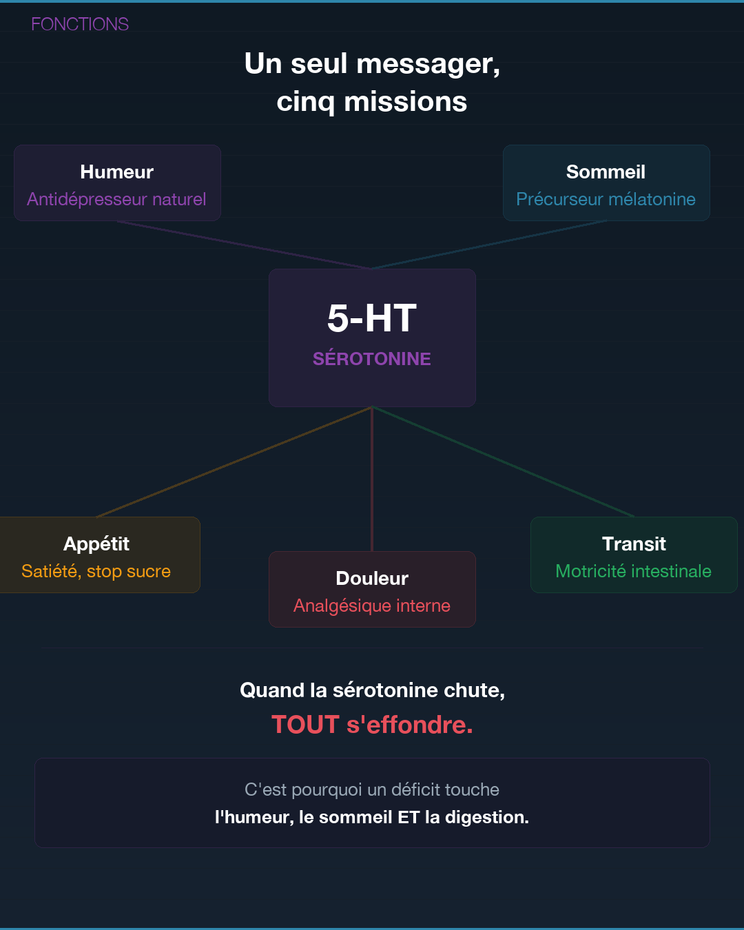 Sérotonine : la fabriquer naturellement : Slide 5