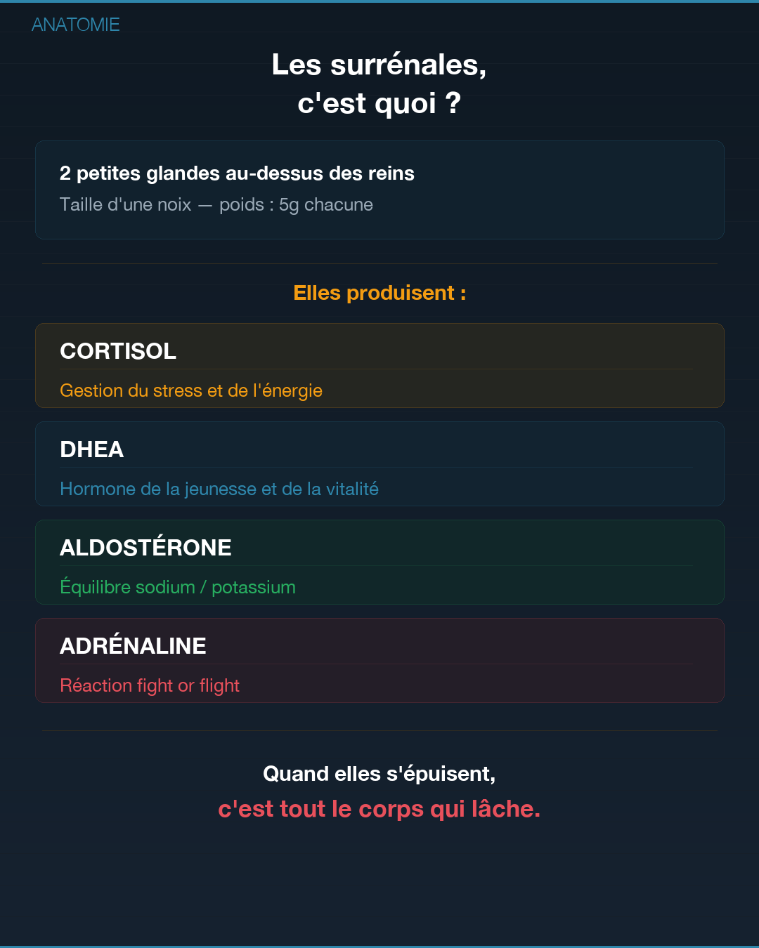 Surrénales : quand tes glandes lâchent : Slide 2
